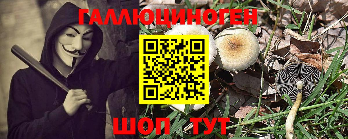 Галлюциногенные грибы Cubensis  Абинск 